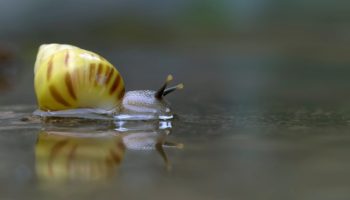 Picture Fresh Water Snails are Among the Deadliest Creatures