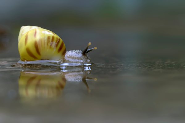 Fresh Water Snails are Among the Deadliest Creatures