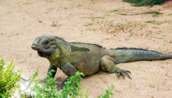 Picture There Is A Species Of Iguana Called The Rhinoceros Iguana