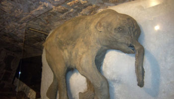 Picture Lyuba – One of the Best Preserved Woolly Mammoth Mummies in the World