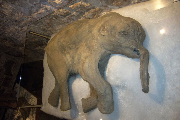 Lyuba – One Of The Best Preserved Woolly Mammoth Mummies