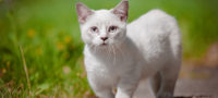 Picture 80 Fascinating Facts About Cats