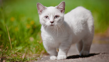 Picture 80 Fascinating Facts About Cats