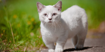 Picture 60 Fascinating Facts About Cats