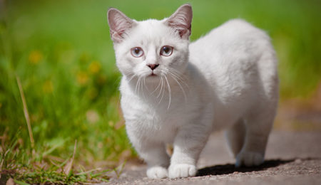 Picture 80 Fascinating Facts About Cats