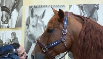 Picture A Stallion Named Peyo Visits Terminally Ill patients at a Hospital in France