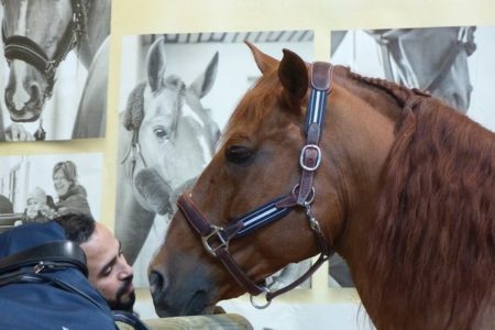 Picture A Stallion Named Peyo Visits Terminally Ill patients at a Hospital in France