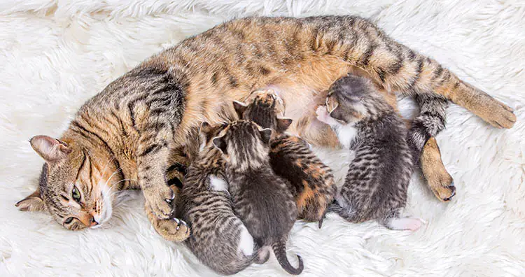 Mother cat and baby cats
