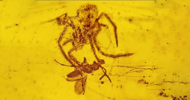 Fossilised spider and wasp