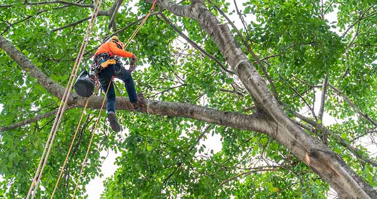 Tree Trimmers and Pruners