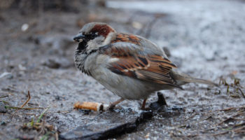 Picture Urban Birds Use Smoked Cigarette Butts as a Form of Pest Control