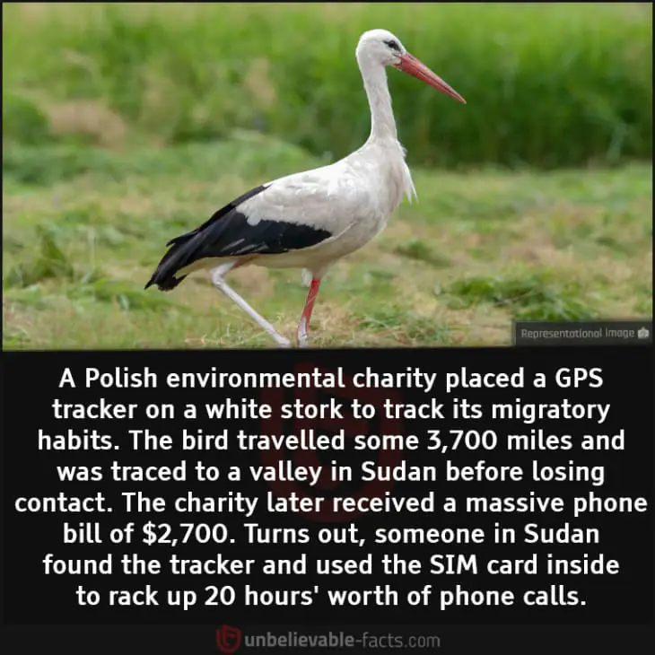 White stork GPS