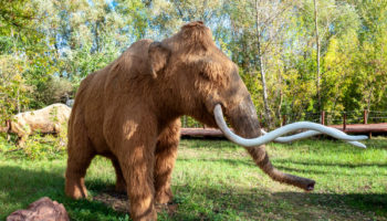 Picture A Biotechnology Firm Has Raised $75 Million to Resurrect the Woolly Mammoth
