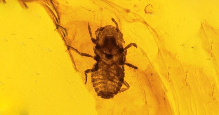 Bug fossils in Burma