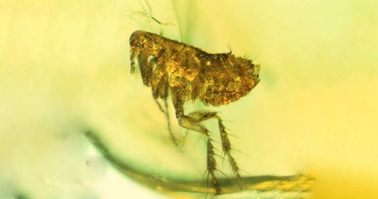 fossilized flea with bubonic bacteria