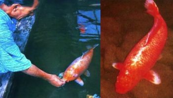 Picture Hanako, A Scarlet Koi Fish, Is Considered To Be The Longest-lived Koi Fish Ever Recorded
