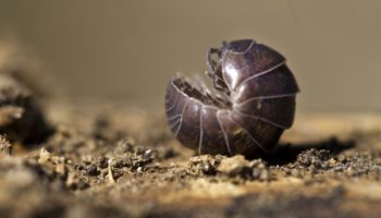 Picture Pill Bugs Are Nature’s Excellent Decomposers