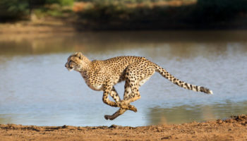 Picture Cheetah: The World’s Fastest Cat Is Returning To India