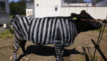 Picture Zebra Stripes Help Deter Insects