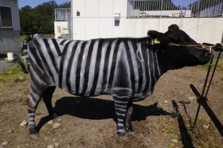 Picture Zebra Stripes Help Deter Insects