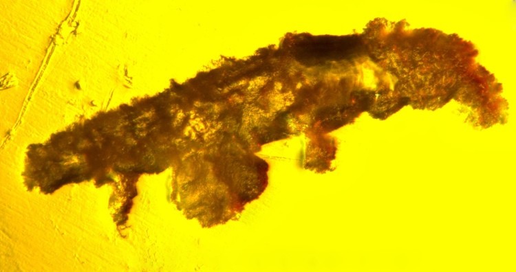  Tardigrade fossils