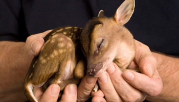 Picture A Newborn Chinese Water Deer Is Small Enough To Almost Fit Into The Palm Of Your Hand