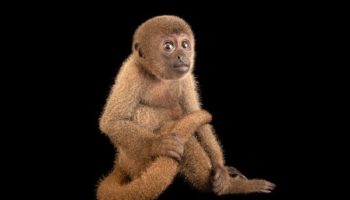 Picture The Beautiful Wooly Monkey Is A Rare New World Monkey