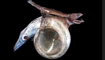 Picture Chiasmodon niger Can Swallow Prey Ten Times Its Mass