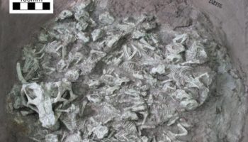 Picture Remains Of Babysitter Dinosaur and Multiple Young Ones Discovered