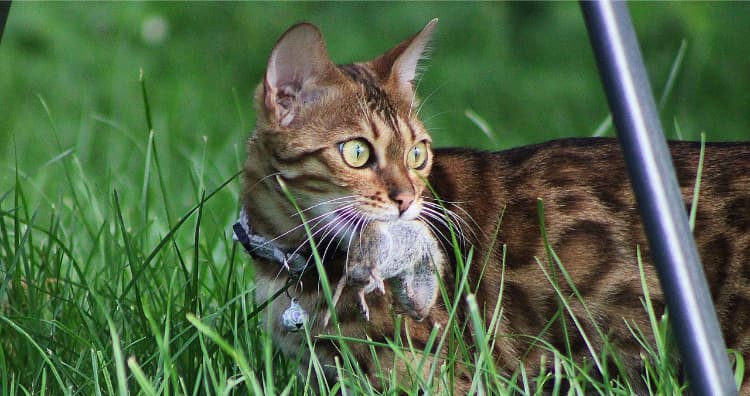 Cats bring dead mice and birds to their owners as a gesture.