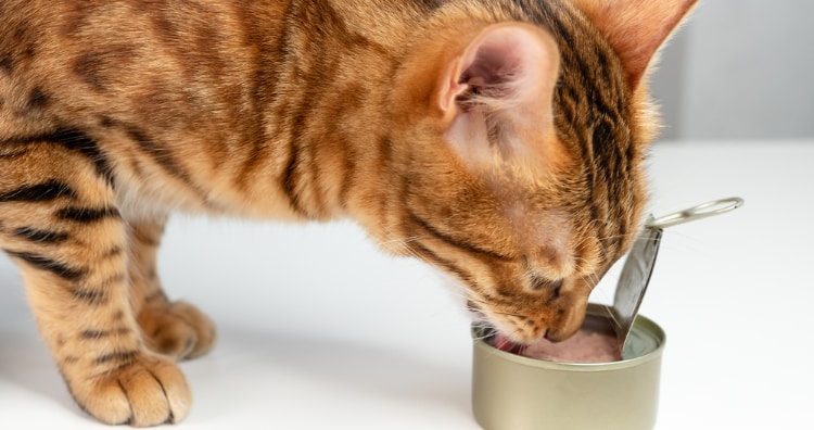Cats can become addicted to tuna and refuse to eat anything
