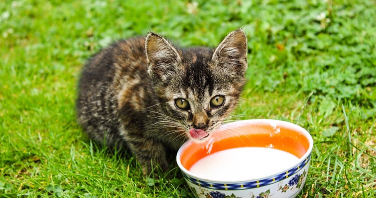 Adults cat cannot digest milk, because they do not have lactose