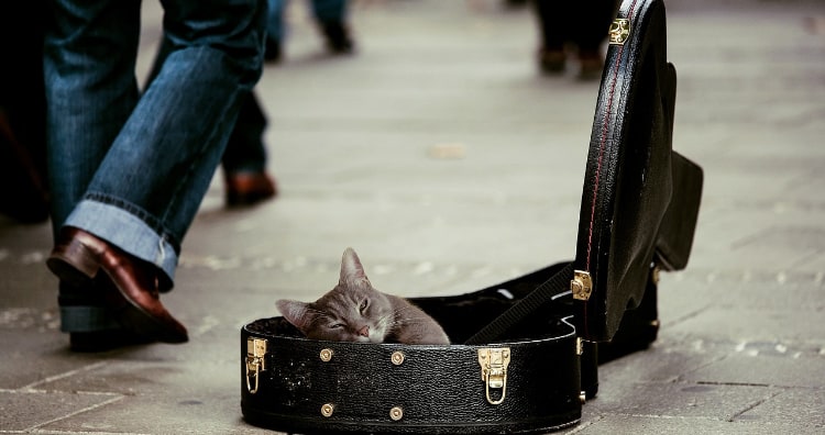 Cats enjoy Species Appropriate Music than human music