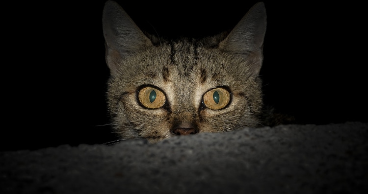 Cats are not nocturnal. They are actually crepuscular