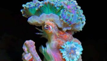 Picture Decorator Crabs Decorate Themselves with Plants and Animals