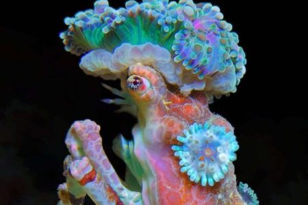 Picture Decorator Crabs Decorate Themselves with Plants and Animals