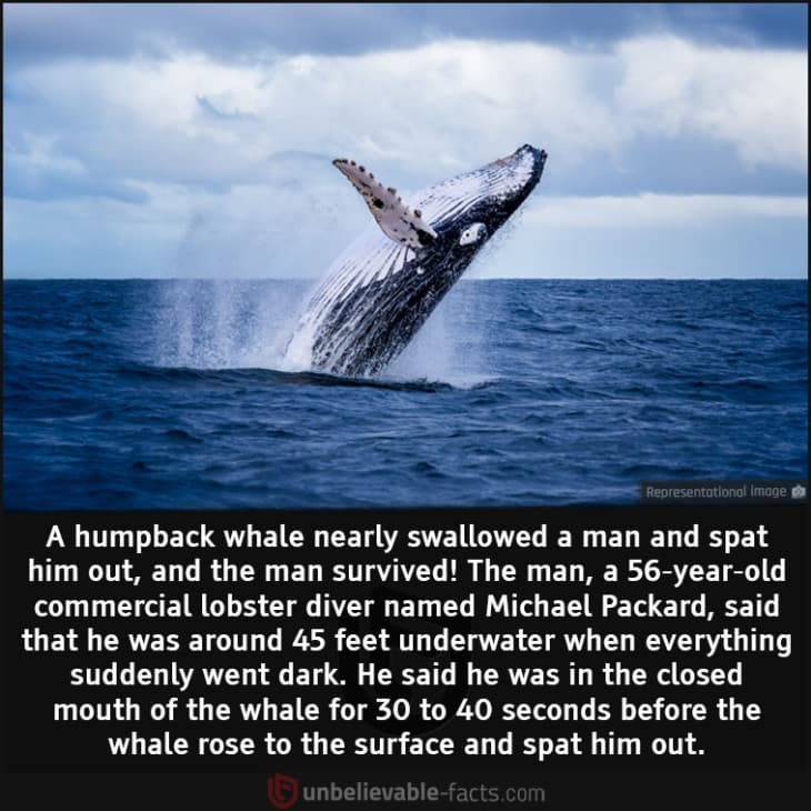 A Man Survived Being Nearly Swallowed by a Whale