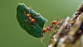 Picture Some Species of Ants are Excellent Farmers