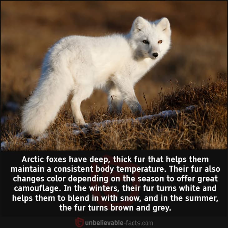 Arctic Foxes Have Thick Fur that Changes Color