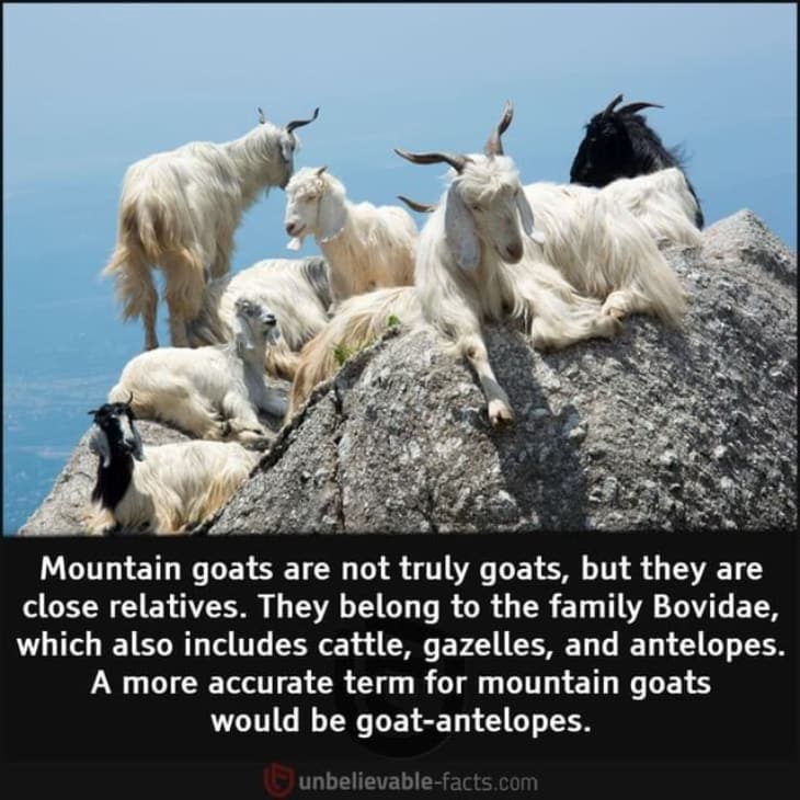 Are Mountain Goats Real Goats?