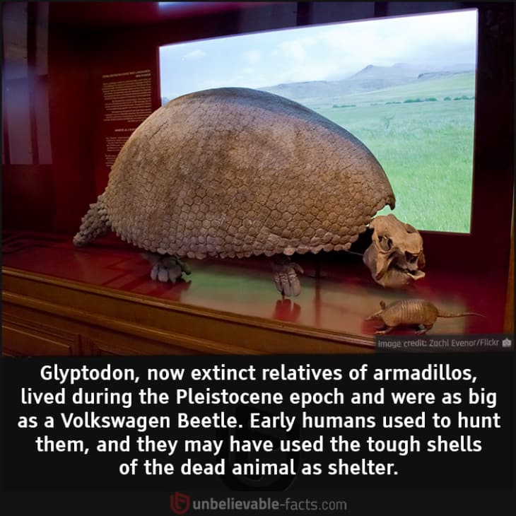 Armadillos as Big as a Volkswagen Beetle Once Roamed the Earth