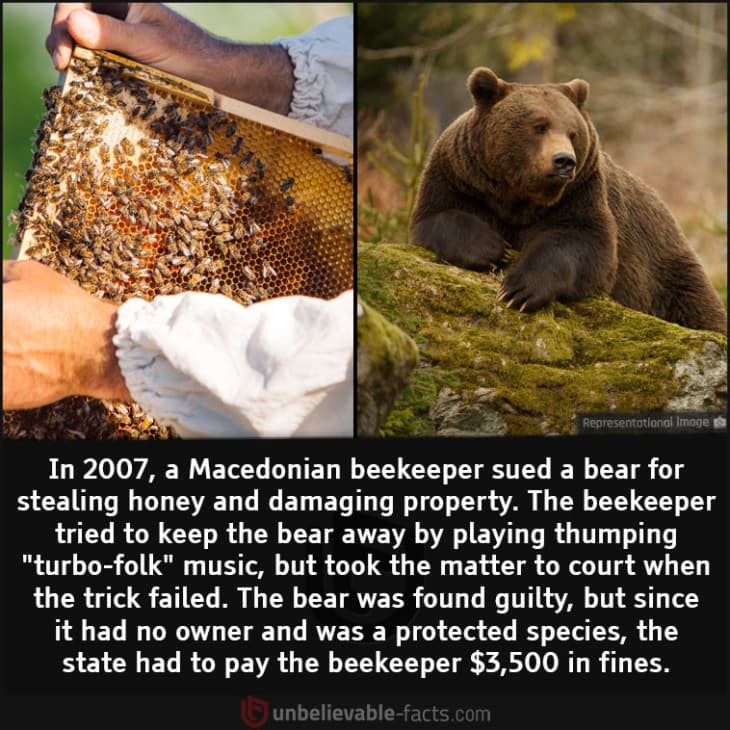 Beekeeper Sued a Bear for Stealing Honey