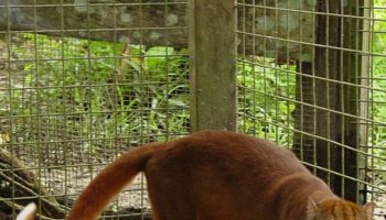 Picture The Borneo Bay Cat – One of the Rarest Wild Cats in the World