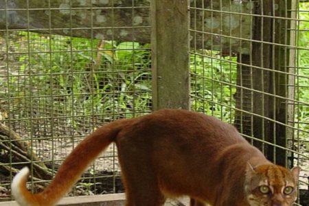Picture The Borneo Bay Cat – One of the Rarest Wild Cats in the World
