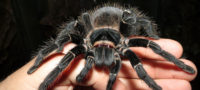 Picture 10 of the Biggest Spiders in the World