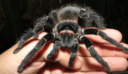 Picture 10 of the Biggest Spiders in the World