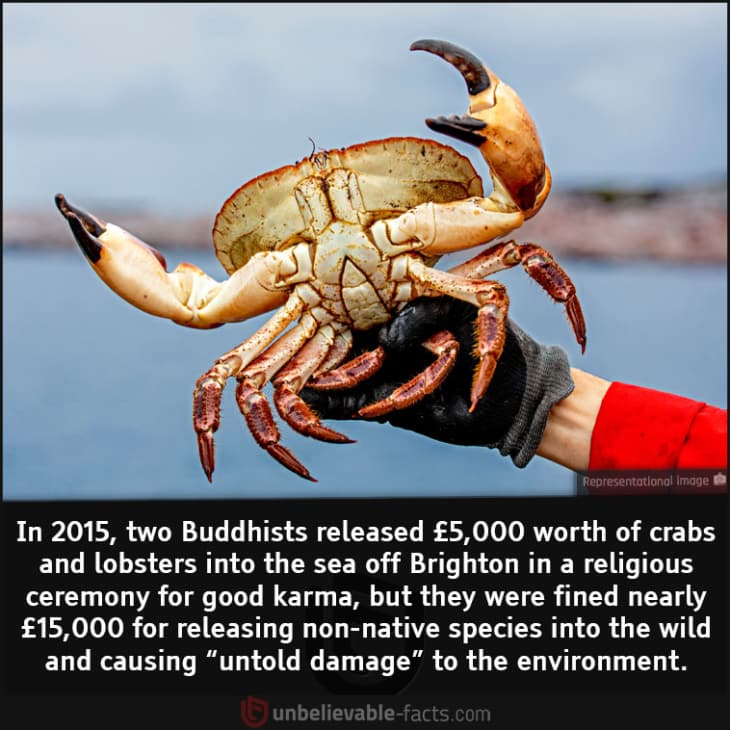 Buddhists Fined for Releasing Crabs for Good Karma