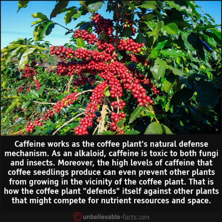 Caffeine is the Coffee Plant's Natural Defense Mechanism