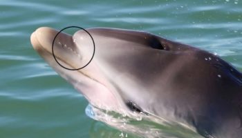 Picture Dolphin Whisker Pitts Can Detect Electric Fields