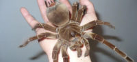Picture 10 of the Biggest Spiders in the World